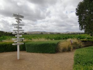 一面のブドウ畑