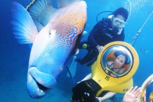 ダイビングインストラクターの仕事-scuba-dooでナポレオンフィッシュに遭遇