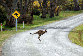 道路を渡るカンガルー 道路を渡るカンガルー