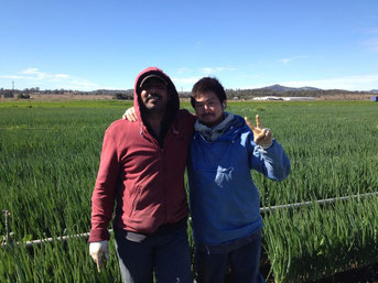 シャロットピッキング (2) 農場での仕事で仲良くなった友達