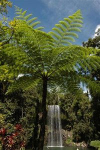 Millaa Millaa Fall - ミラミラの滝