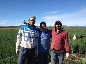 Farm image 農場の仕事