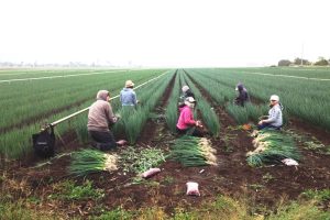 ファームの仕事　ねぎの収穫風景