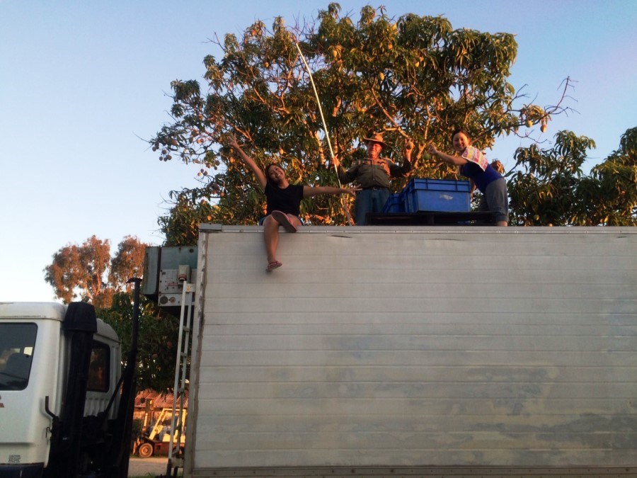 Mareeba Farm Job (3) ケアンズ郊外マリーバのハーブファームでの仕事