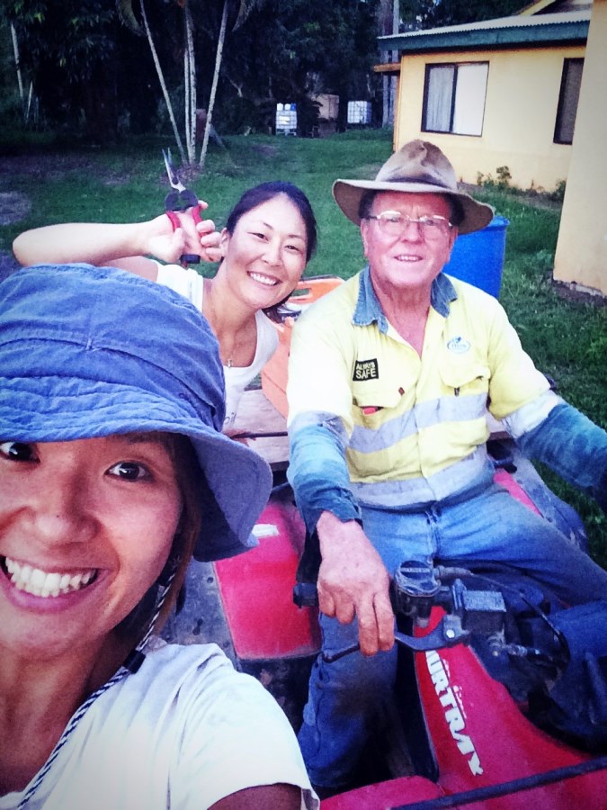 Mareeba Farm Job (4) ケアンズ郊外マリーバのハーブファームでの仕事