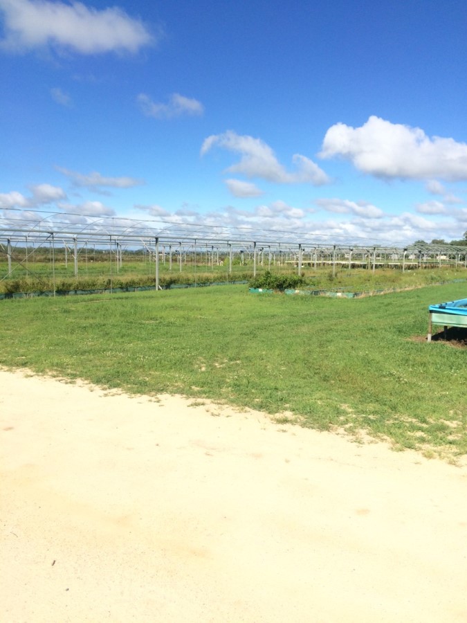 Mareeba Farm Job (5) ケアンズ郊外マリーバのハーブファームでの仕事