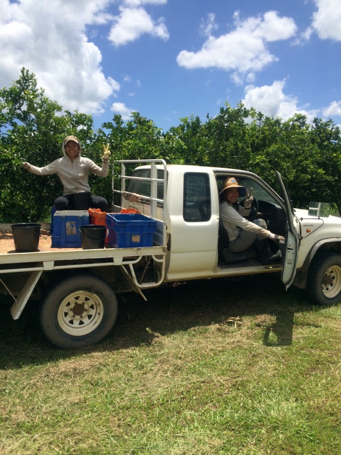 Mareeba Farm Job (6) ケアンズ郊外マリーバのハーブファームでの仕事