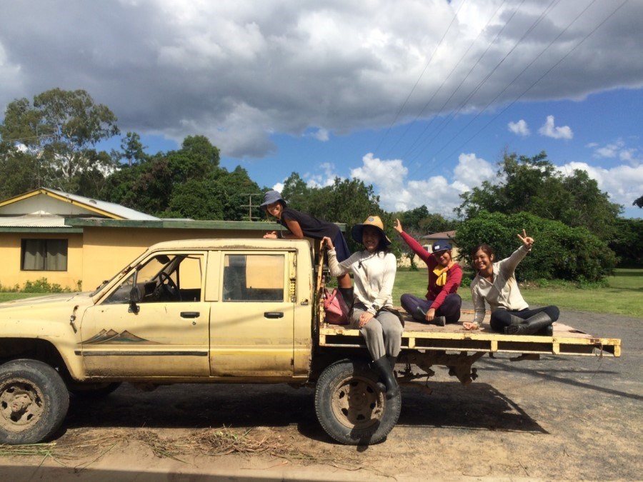 Mareeba Farm Job (7) ケアンズ郊外マリーバのハーブファームでの仕事