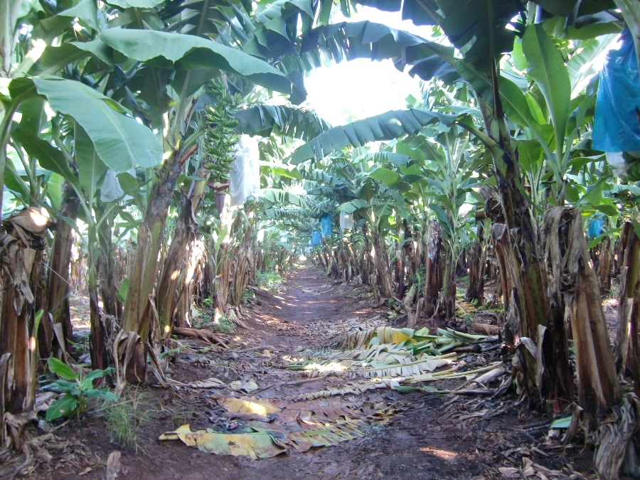 スイスファームの仕事 スイスファームの仕事