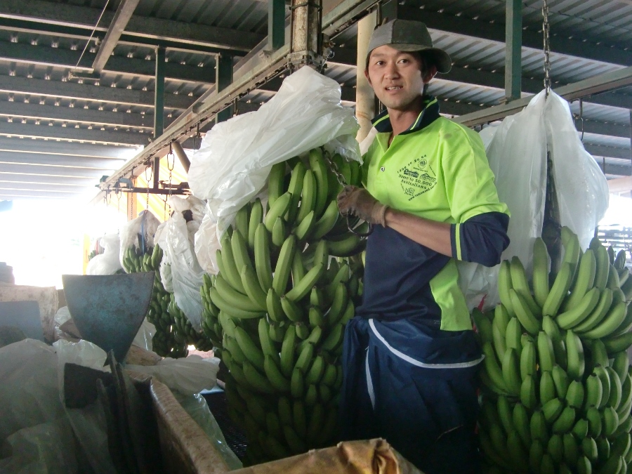 スイスファームの仕事 スイスファームの仕事