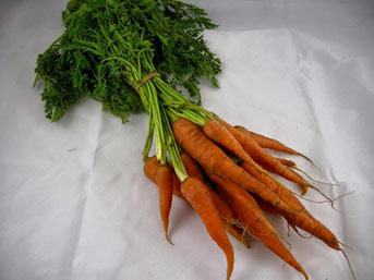 ニンジン 収穫された人参