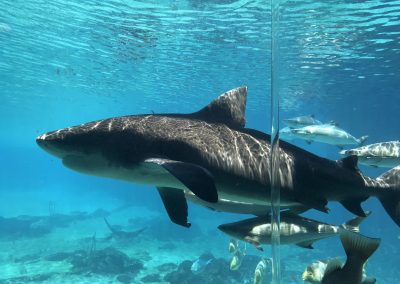 Gold Coast - Sea World